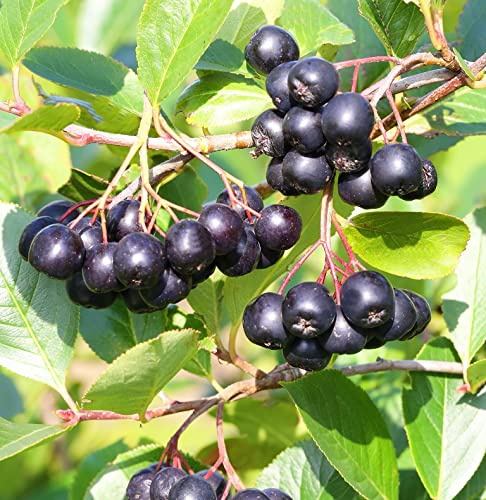 Aronia, Apfelbeere `Hugin´, ca. 60cm, im Topf