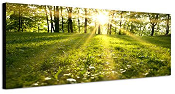 Augenblicke Wandbilder Keilrahmenbild Wandbild 150x50cm Wald Wiese Frühling Sonnenstrahlen