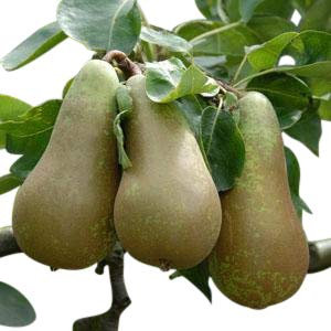 Dwarf Patio Fruit Tree- Pear- Variety Conference - Approx 75cms Tall -