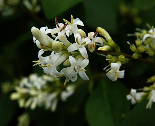 Ovalblättriger Liguster - Ligustrum ovalifolium Containerware - floranza® 60-100 cm hoch