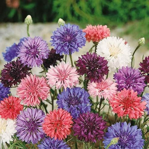 Eden Brothers Cornflower/Bachelor Button Seeds - Dwarf Mix