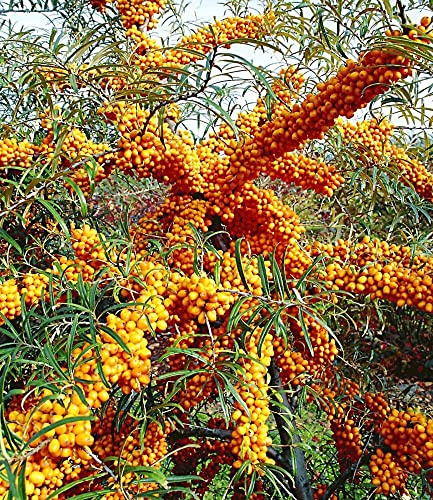 BALDUR Garten 1x Sanddorn Busch 'Orange Energy®' weiblich, im 9x9 cm-Topf | Pflanze, Hippophae rhamnoides, attraktiver Zierstrauch, schmackhafte Beeren, Vitaminlieferant, winterhart, pflegeleicht