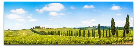 Weinberge Weinreben Toskana 150x50cm Panoramabilder auf Leinwand und Keilrahmen Wandbild auf Leinwand und Keilrahmen fertig zum aufhängen - Unsere Bilder auf Leinwand bestechen durch ihre ungewöhnlichen Formate und den extrem detaillierten Druck aus bis zu 100 Megapixel hoch aufgelösten Fotos.
