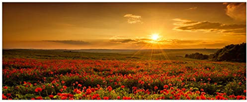 Wallario Glasbild Mohnblumenwiese bei Sonnenuntergang am Abend - 50 x 125 cm Wandbilder Glas in Premium-Qualität: Brillante Farben, freischwebende Optik