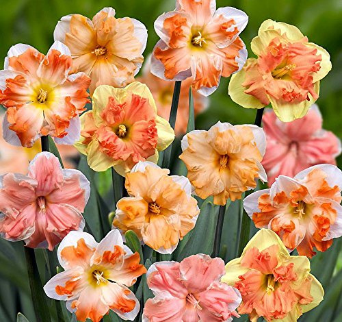 Butterfly Daffodil/Narcissus Mix 8 Bulbs - Deer Proof! - 16/+ cm Bulbs