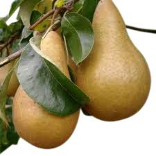 Dwarf Patio Fruit Tree- Pear- Variety 'Beurre Hardy' - Approx 75cm Tall -