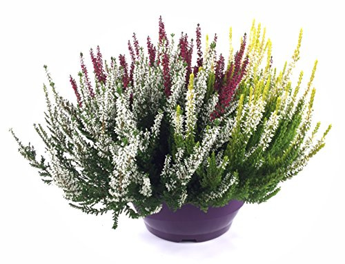 XXL 23 er Schale Calluna Beauty Lady´s Trio, Besenheide, Winterheide