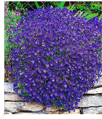 BALDUR Garten Winterharter Bodendecker Blaukissen 'Cascade Blue', 3 Pflanzen mehrjährig Steingarten, winterharte Staude, pflegeleicht, Wasserbedarf gering, blühend, Aubrieta x cultorum Cascade Blue