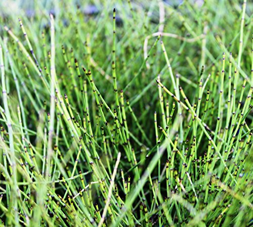 WASSERPFLANZEN WOLFF - 4er-Set im Gratis-Pflanzkorb - Equisetum scirpoides - winterhart - Zwergschachtelhalm - Grönlandschachtelhalm - Zinnkraut