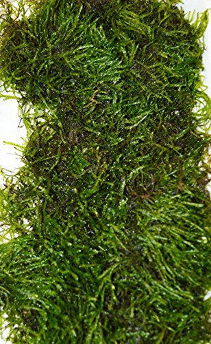 DK Aquatics Vesicularia Live Aquarium Christmas Java Moss 10g-100g (50g)