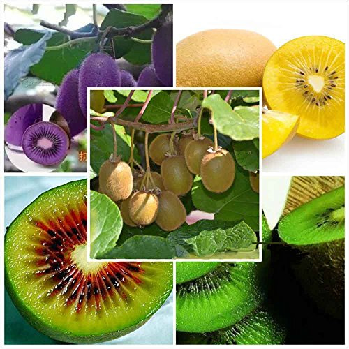Graines Jaunes Graines Fruits Quatre Sortes De Kiwi Rouge Jaune Vert Violet La Nutrition Est Riche Savoureuse Délicieuse Maison Jardin Diy Graines Sans Ogm