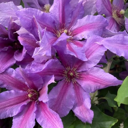 Clematis ‘Tumaini™’ - RHS Chelsea Plant of The Year 2023 Shortlisted Entry - Violet-Pink Flowers - Compact Perennial Vine - Ideal for Small Gardens – 3X 3 Litre Potted Plant by Thompson & Morgan