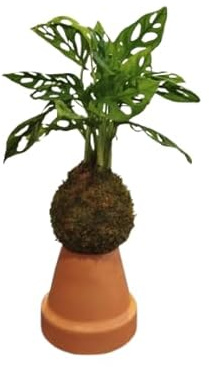 DECOALIVE Kokedama Monstera Adansonii – Planta Viva en Musgo – Toque Natural para tu Espacio