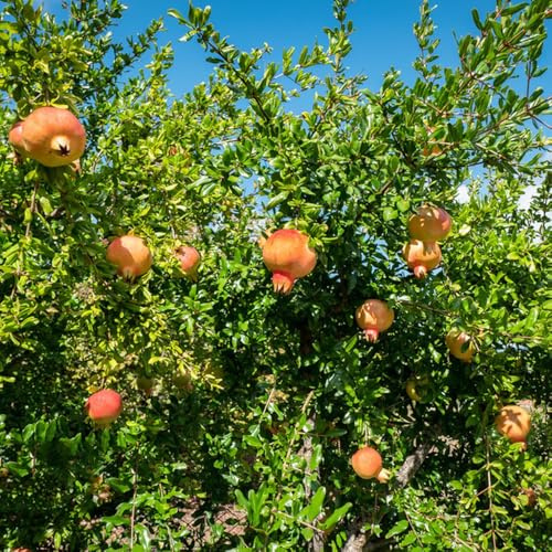 granatapfelbaum, granatapfel, gartendeko für draußen punica granatum, anzucht zimmerpflanzen, obstbäume balkonpflanzen 200samen