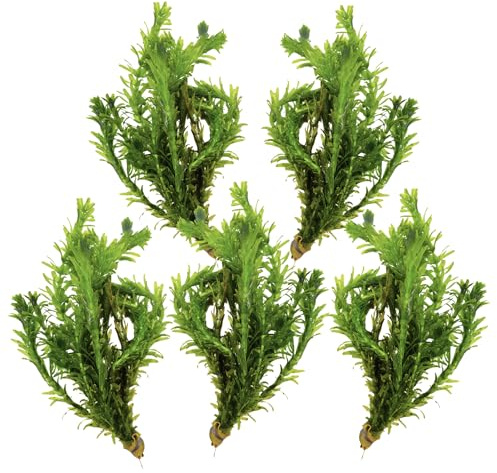 WASSERPFLANZEN WOLFF - 5 Bunde schöne Dichtblättrige Argentinische Wasserpest/Egeria Densa Sauerstoffpflanze für Kaltwasser und Warmwasser Aquarium und für den Gartenteich