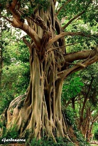 1100 Graines Ficus religiosa - Figuier des Pagodes, Bodhi Tree Seeds:Seeds only