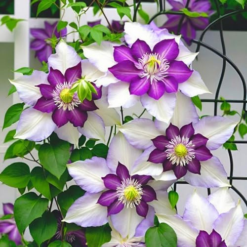 Rizoma Di Clematide, Resistenti Al Freddo E Alla Siccità, Facile Da Coltivare, Adatte Per La Decorazione Di Giardini-4 Rizoma-B