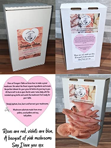 Valentine Edition Oyster Mushroom Growing kit (Pink) Unusual Gift - Foragers Table