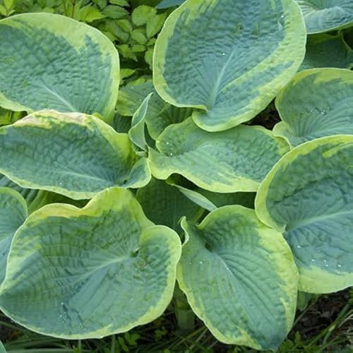 6 x Hosta Sieboldiana 'Frances Williams' - Godet 9x9cm - Feuillage panaché jaune-vert, floraison estivale, pots