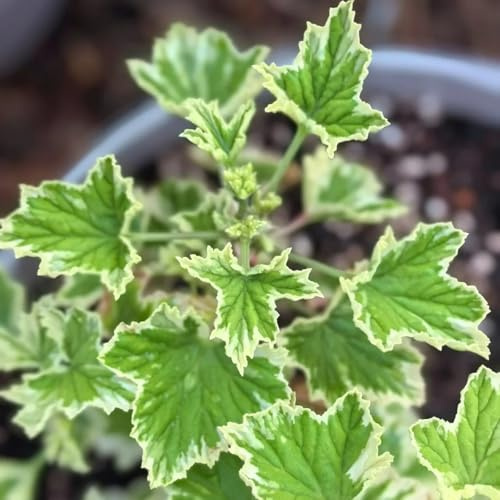 semillas de geranio de limón - geranios perfumados - Jardín de interior, exóticas resistentes, pelargonium graveolens, 60pcs