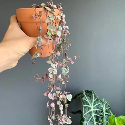 50 pcs Ceropegia Woodii Samen - balkon deko blumendeko deko pflanze Leuchterblume Samen - exotische pflanzen samen dekoration wohnzimmer herbstpflanzen winterhart blühend bonsai samen,