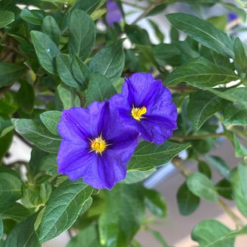 AMDGarden Solanum Rantonnetii Gelsomino del Paraguay Cielo Stellato Pianta a Fiore Viola cm in Vaso 18cm per Esterni