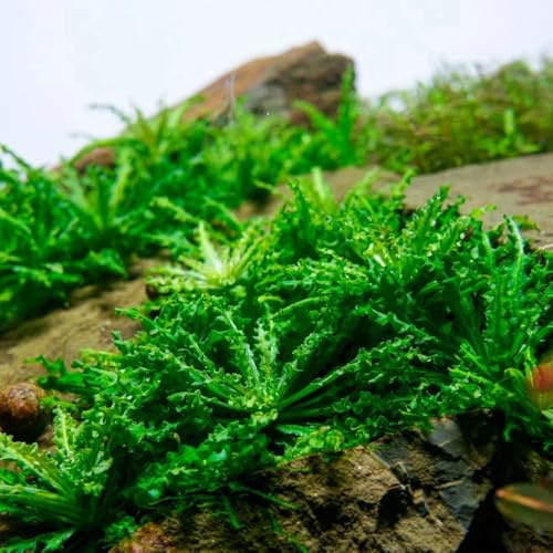 wassersamen teich - aquarium deko wohnzimmer zimmerbonsai 1000pcs