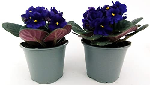 POWERS TO FLOWERS - SAINTPAULIA BLU, 2 PIANTE VASO 11CM, VIOLETTA AFRICANA, pianta vera