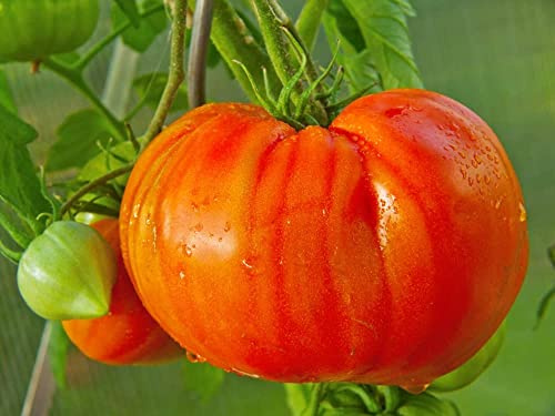Tomat bullenhjärta frön från Portugal 100 % naturliga frön utan kemiska odlingshjälpmedel eller genteknik (1 000 frön)