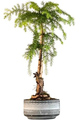 Zimmerpflanze Araucaria Cunninghsmii P19 Bonsai Tolles Geschenk (Schwarz)