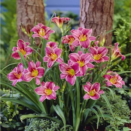 Daylily Bulbs，Bulbs for Planting Now UK Perennial，Flowering Bulbs Excellent Display Indoor Perennial Balcony Garden Bulbs Can Be Potted Aromatic-5 Bulbs-E