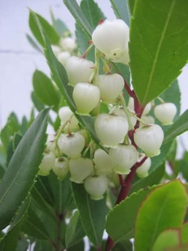 Arbutus unedo - Erdbeerbaum - 30-40cm