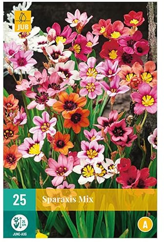 Mélange de 25 bulbes Sparaxis