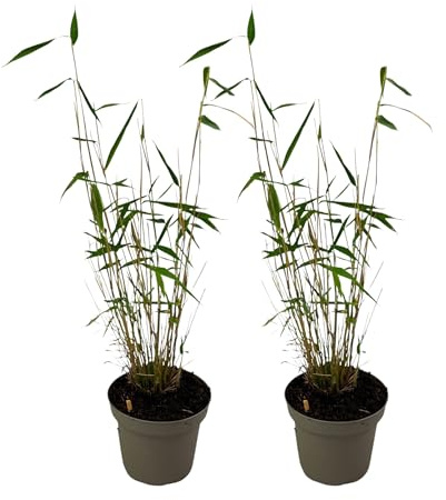 Plant in a Box - Fargesia papyrifera 'Blue Dragon' - Bamboo - Satze von 2 - Topf 13cm - Höhe 30-40cm