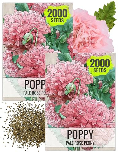 Seed Needs Pale Rose Peony Poppy Seeds for Planting - Heirloom & Open Pollinated Annual Flowers - Pink Ruffled Blooms to Attract Butterflies to The Garden (2 Packs)