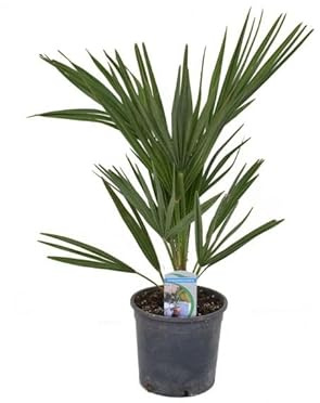 Palmera Mediterránea Natural Arbusto Perenne para Decorar tu Jardín