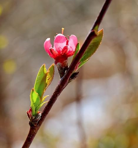 Hochstamm Zierpfirsich Taoflora Red 100-125cm - Prunus persica - lebende Gartenpflanze aus den Baumschulen