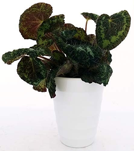 POWERS TO FLOWERS - BEGONIA REX' SIZEMOREA IN VASO CERAMICA BIANCO ALTO, VASO 13CM pianta vera