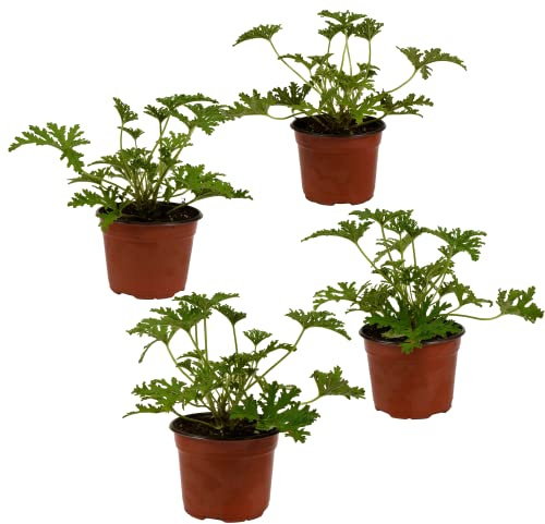 Plantas de Geranio Limón Set de 4 Plantas Naturales Ideales para Repeler Insectos