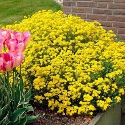 New 200pcs Rock Cress Plant Seeds Yellow Generic