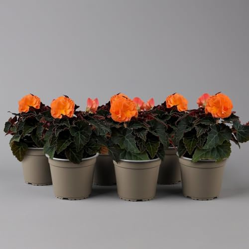 Begonie 'Orangedrops®' orange, Topf-Ø 12 cm, 6 Pflanzen