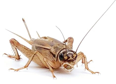 Eurocrickets | Lebende Futtergrillen (Acheta domesticus) Größe Nr. 2 (6–8 mm) Klein | Midi Pack – 250 STK. | Futterinsekten für Reptilien