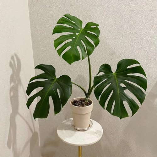 semillas de monstera jardin para Las jardín son perennes resistentes. 10pcs