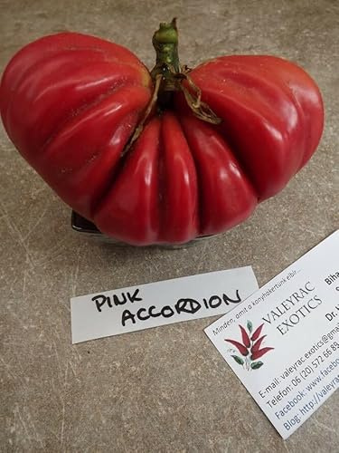Pink Accordion Tomate - 10+ Samen - Saatgut - RIESE FEINHEIT! P 107