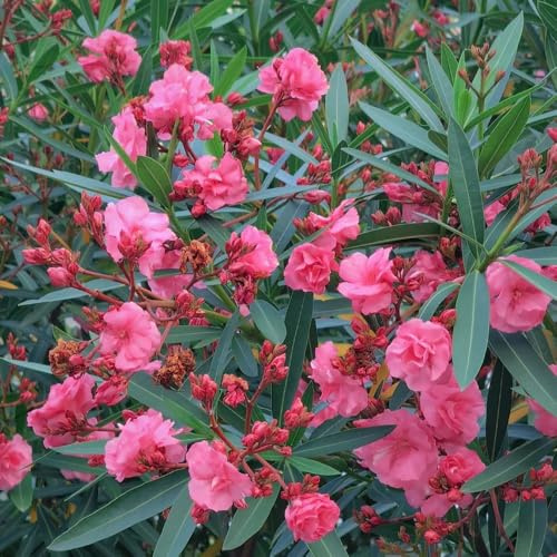 semillas de adelfa resistentes - perennes jardín balcón 35pcs
