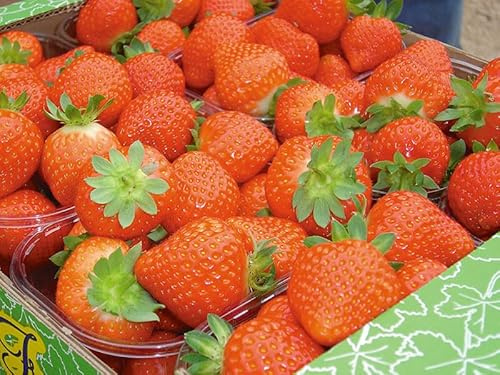 50 semi di fragola ANABELLE - semi freschi -