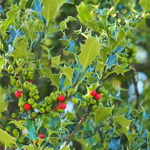 semi di agrifoglio - Ilex aquifolium semi di scalapante resistenti di crescita rapida giardino del balcone giardino selvaggio letto elevato per balcone 50pcs