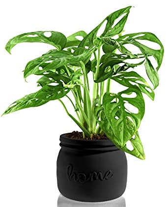 Macetero Monstera Monkey Leaf Miel Negro de 11 cm de diámetro y 12 cm de alto