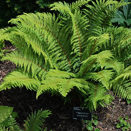 6x Glanzschildfarn - Polystichum aculeatum - Topf 9x9cm - Immergrüner Schattenfarn