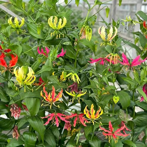 Flammenlilien - topfpflanzen pflanztopf gartenblumen kräutergarten balkon deko - Seltene serie - kletterpflanzen winterhart garten zimmerpflanzen 5zwiebeln